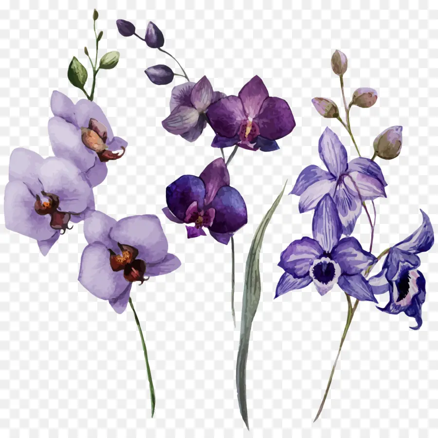 Orquídeas，Desenho PNG