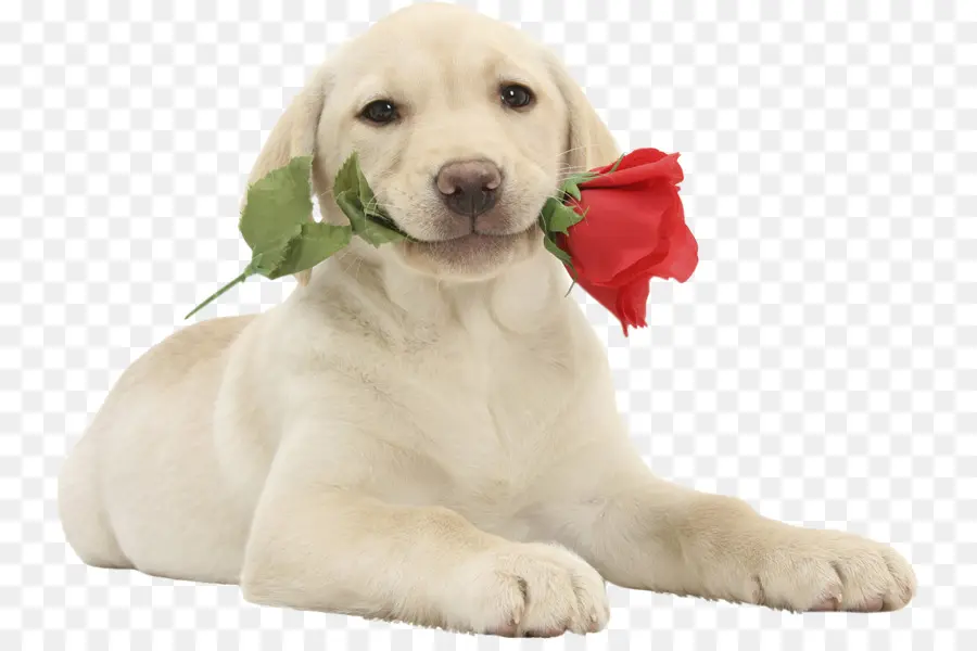 Labrador Retriever，Filhote De Cachorro PNG