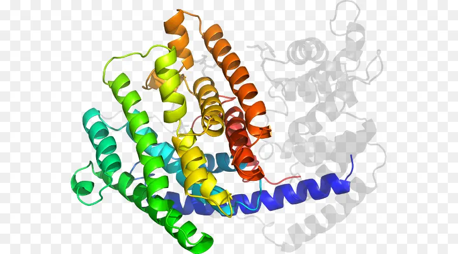 Estrutura Proteica，Biologia PNG