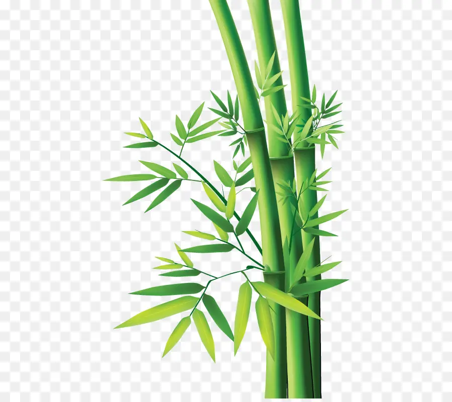 Tropical Woody Bambus，Bambu Pintura PNG