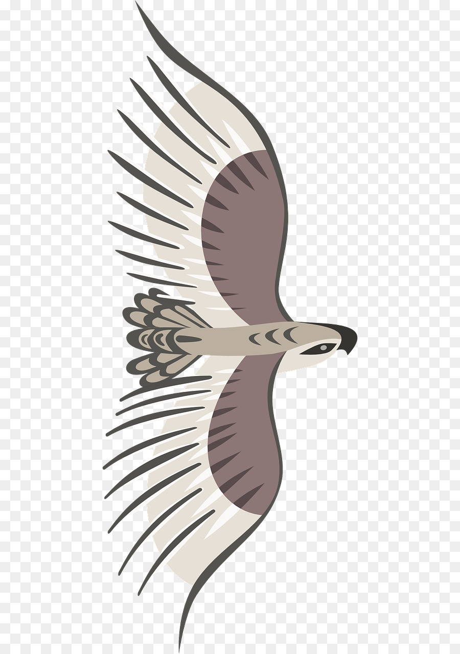 Aves，Voo PNG