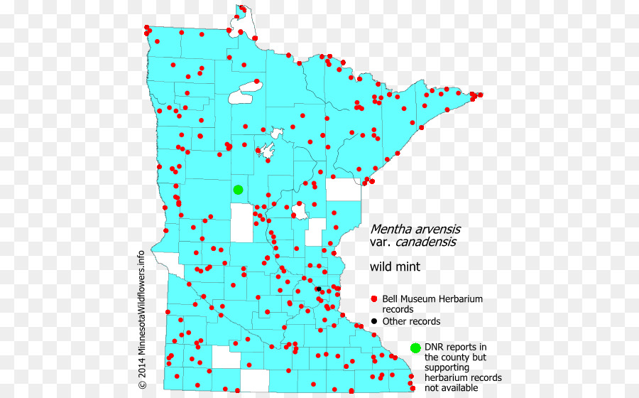 Minnesota，Perene Cardo De Semear PNG