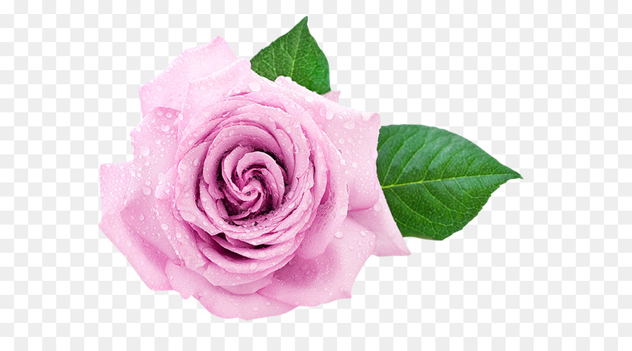 Rosa Rosa，Florescer PNG