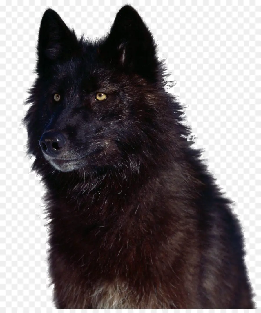 Lobo Negro，Canino PNG