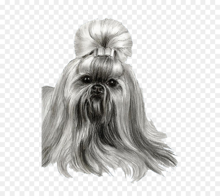 Shih Tzu，Affenpinscher PNG