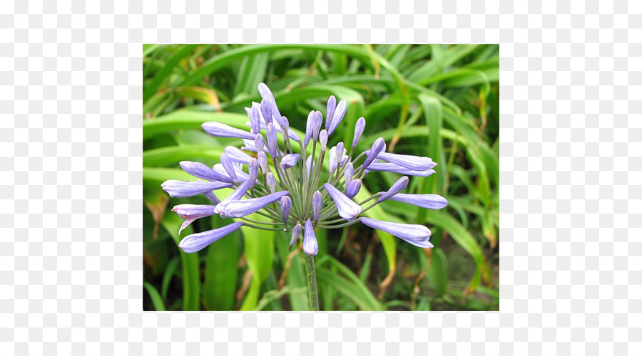 Flor，Africana Lily PNG