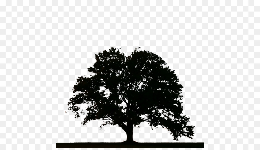 árvore，Toco De árvore PNG