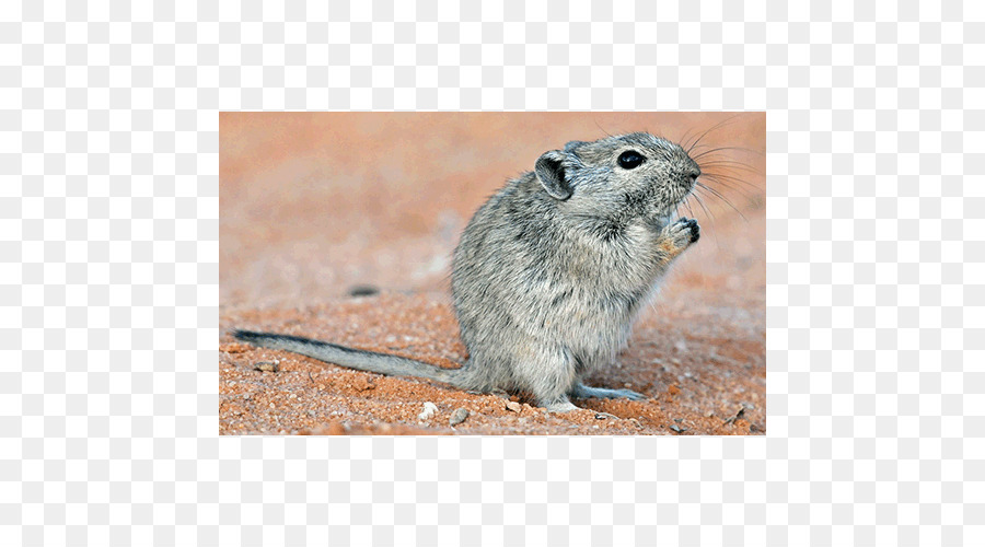 Gerbil，Rat PNG