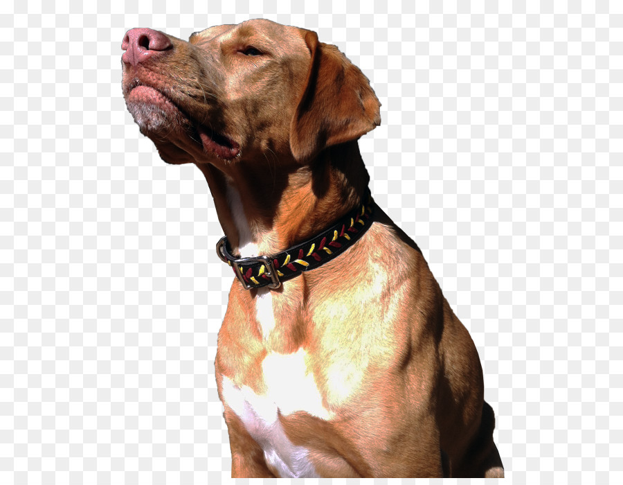 Vizsla，Rhodesian Ridgeback PNG