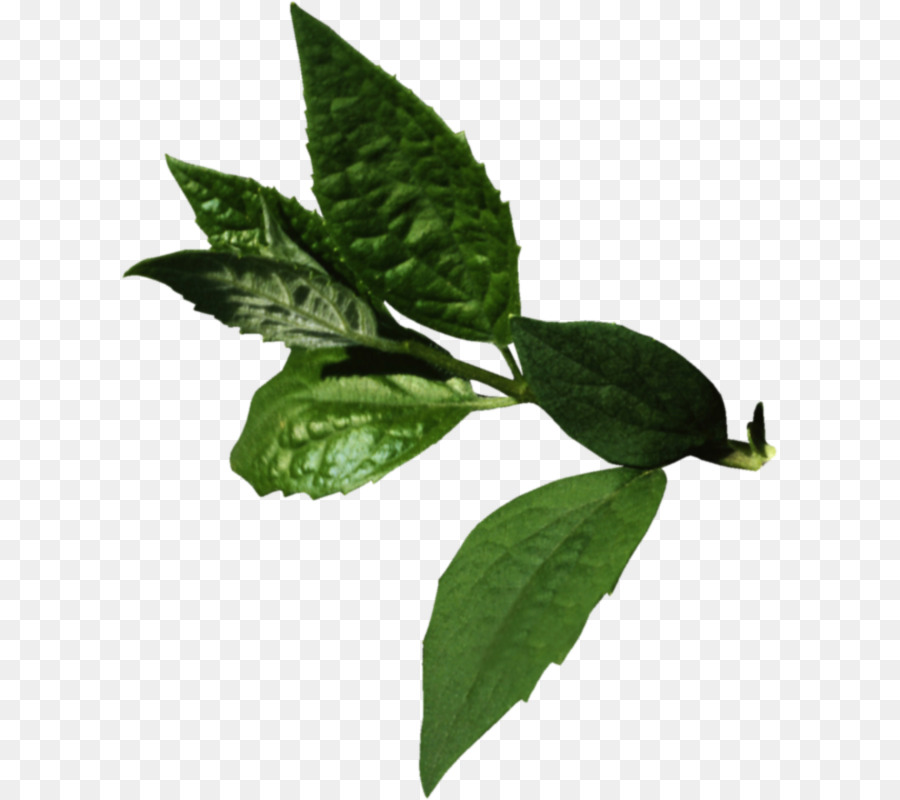 Folhas Verdes，Plantar PNG