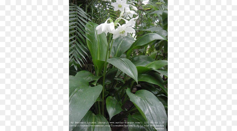 Flower，Eucharis Amazônica PNG