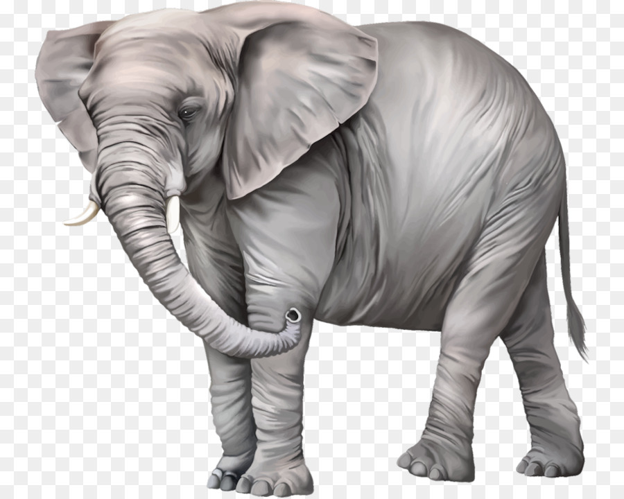 Elephantidae，Papel De Parede Da área De Trabalho PNG