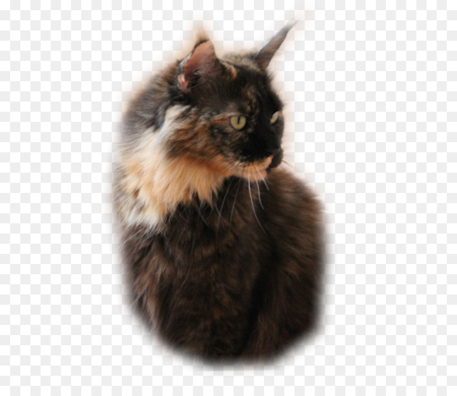 Maine Coon，Bigodes PNG