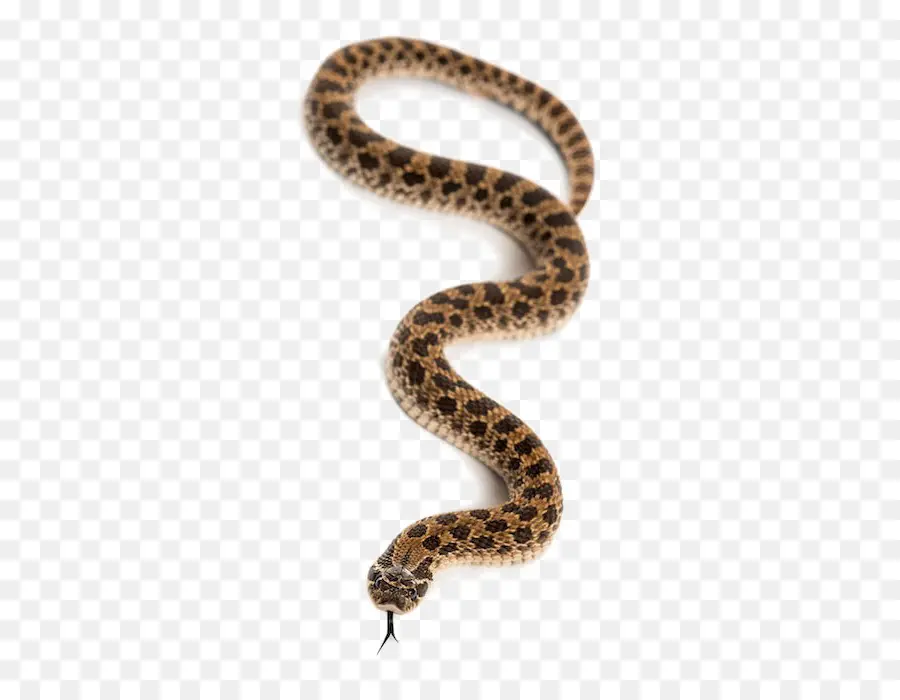 Cobra，Western Hognose Cobra PNG