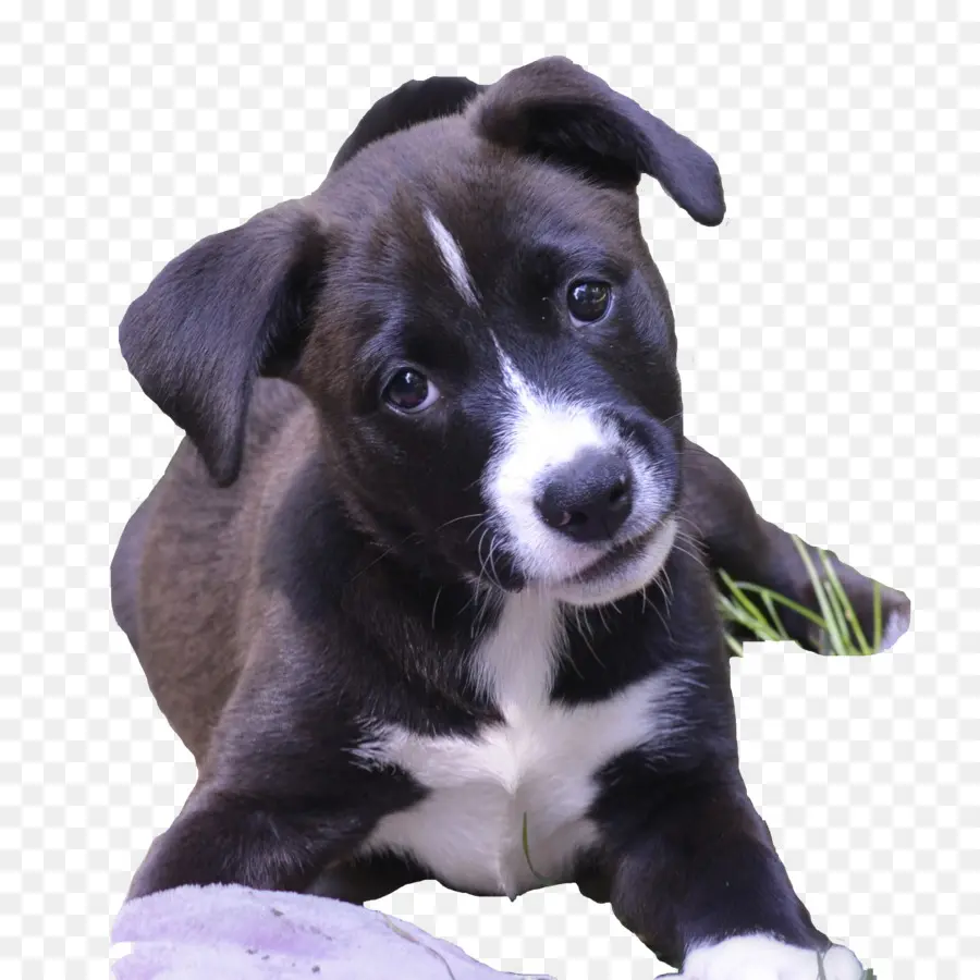 Filhote De Cachorro，Cachorro PNG