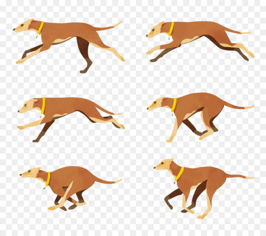 Italian Greyhound，Raça Do Cão PNG