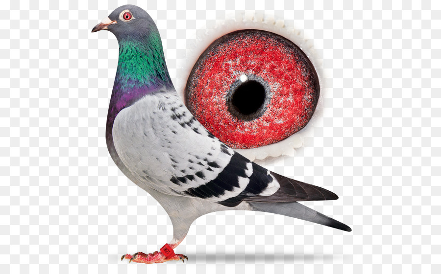 Pombo，Pássaro PNG