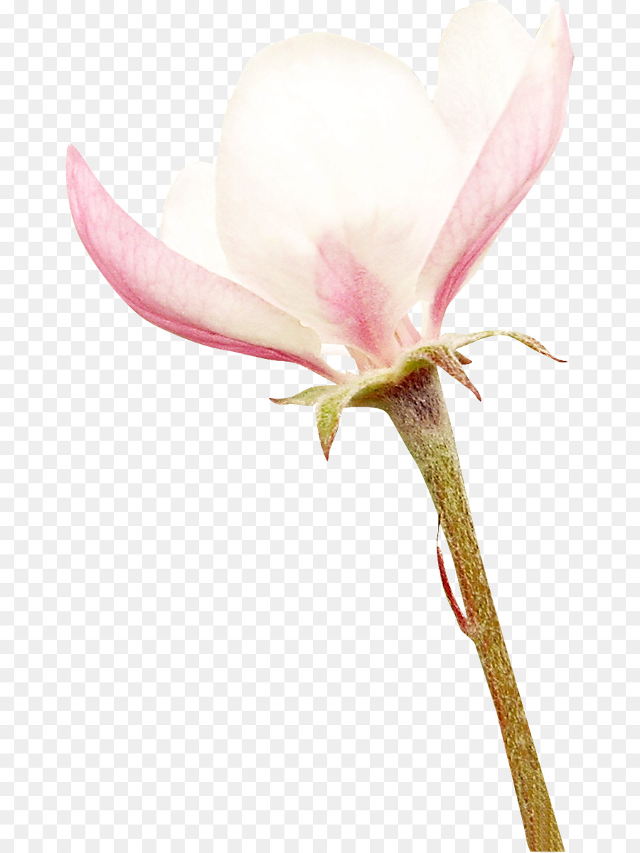 Flor，Rosa PNG