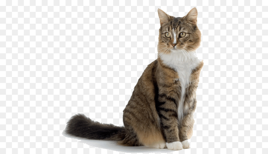 Cão，Maine Coon PNG