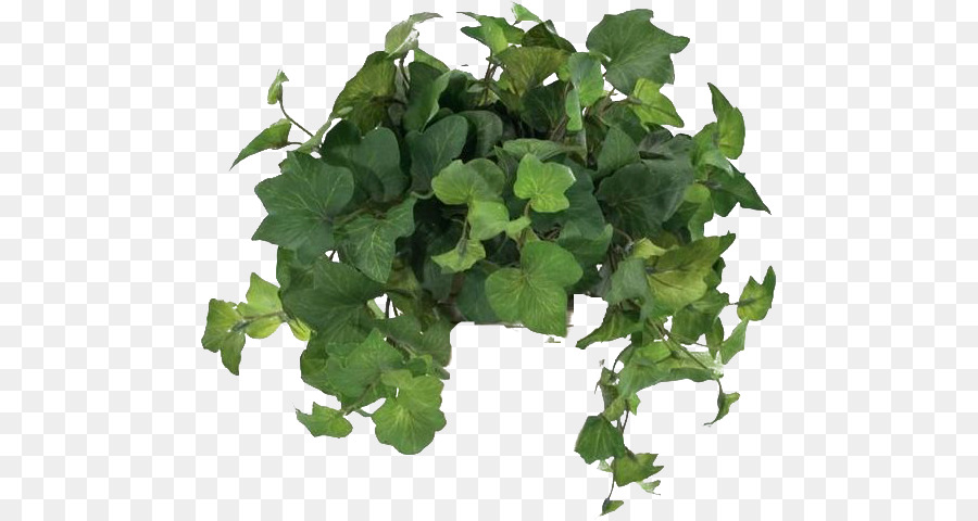 Planta Verde Com Flores Brancas，Folhas PNG