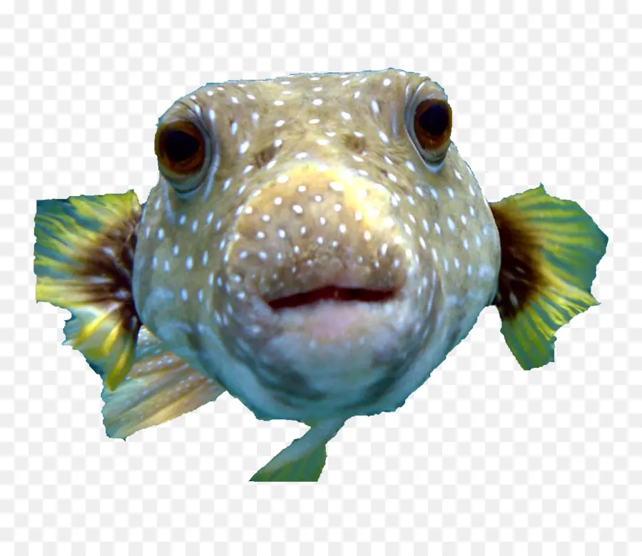 Peixe，Aquático PNG