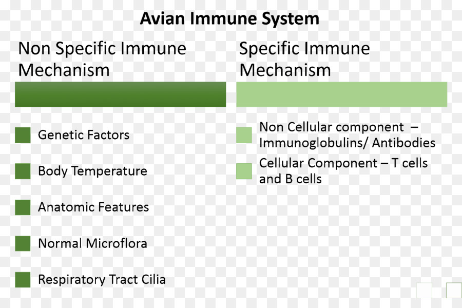 Sistema Imunológico，Aviária Sistema Imunológico PNG
