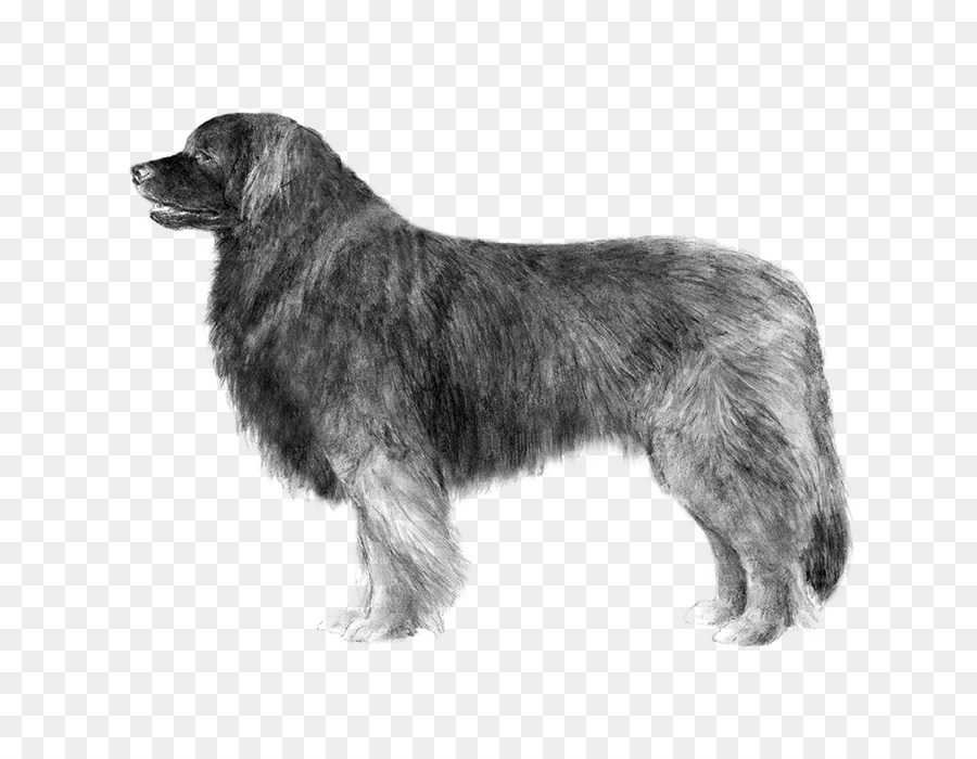 Raça Do Cão，Leonberger PNG