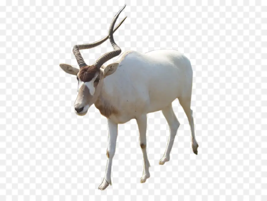 Oryx，Rena PNG