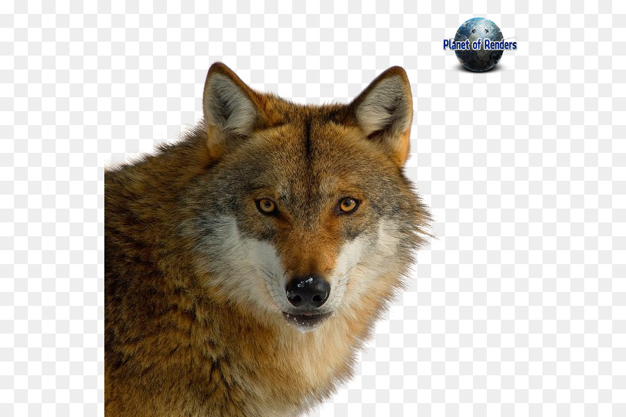 Raposa Vermelha，Coyote PNG