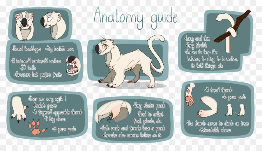 Anatomia，Crânio PNG