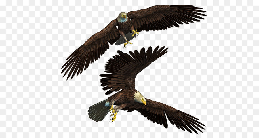 águia Careca，Aves PNG