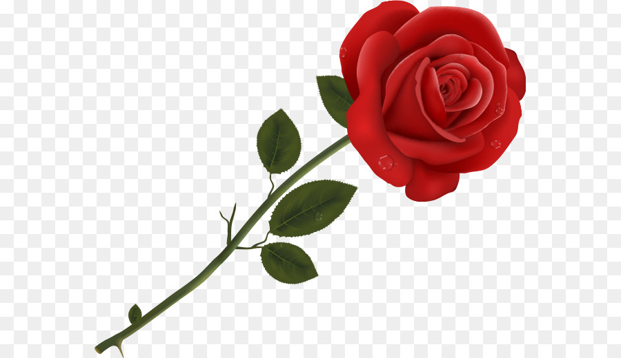 Flor，Vermelho PNG