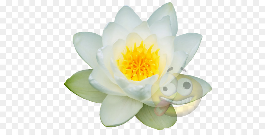 Flor De Lótus Branco，Nenúfar PNG