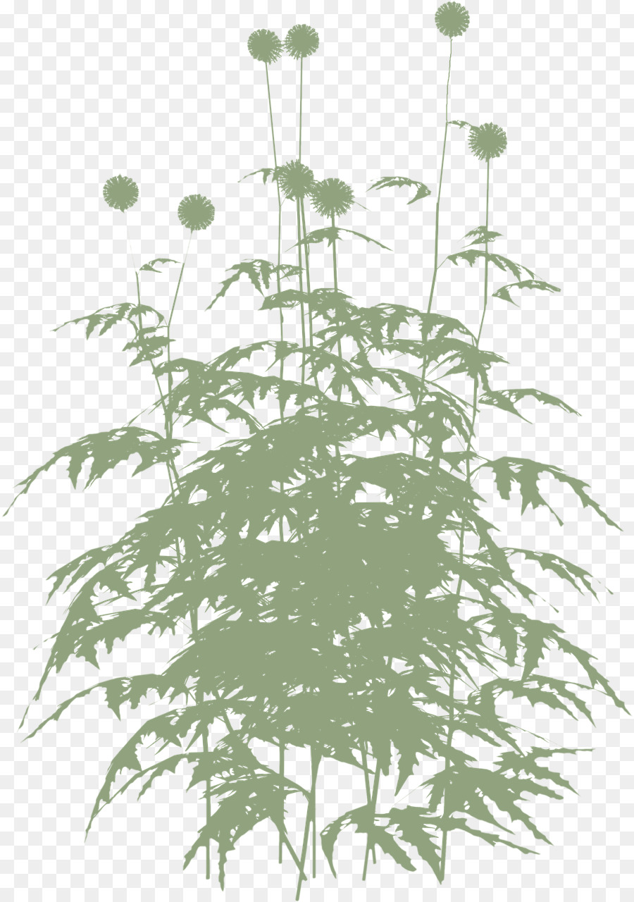 Planta De Haste，Folha PNG