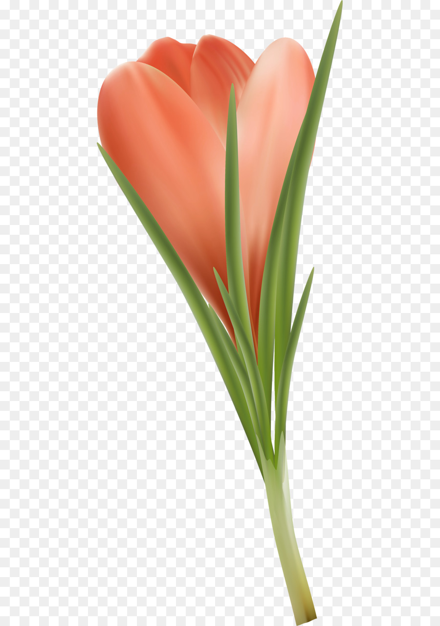 Tulip，Pétala PNG