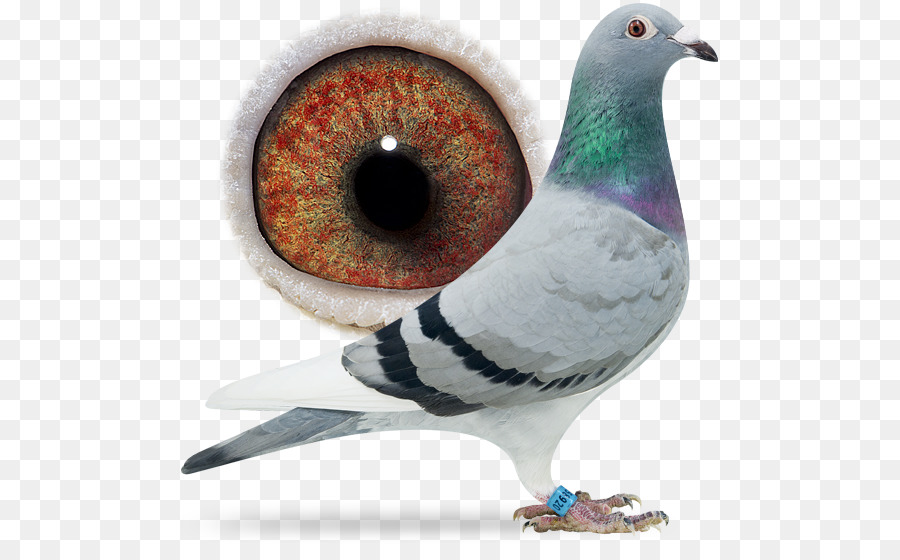 Pombo，Pássaro PNG