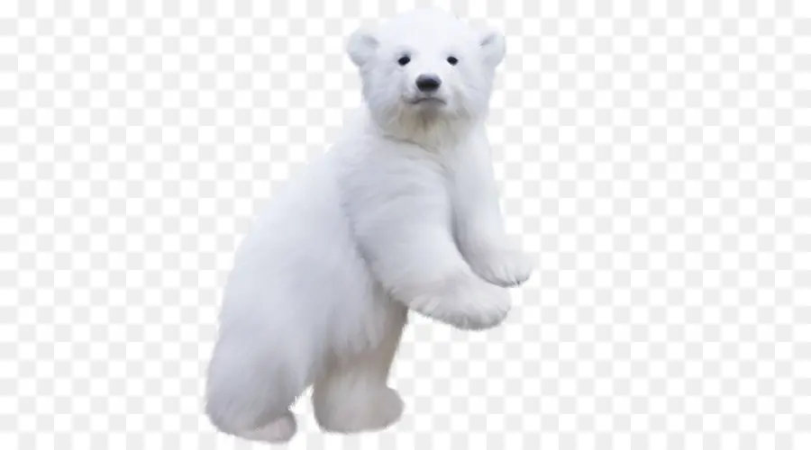 Urso Polar，Encapsulated Postscript PNG
