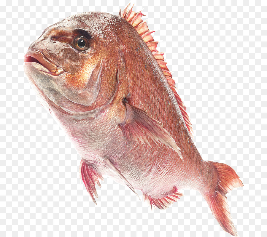 Peixe，Photoscape PNG