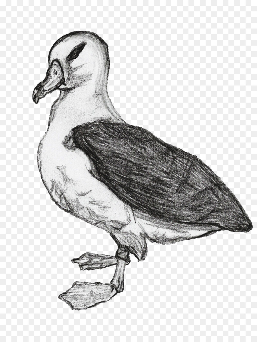 Pato，Aves PNG