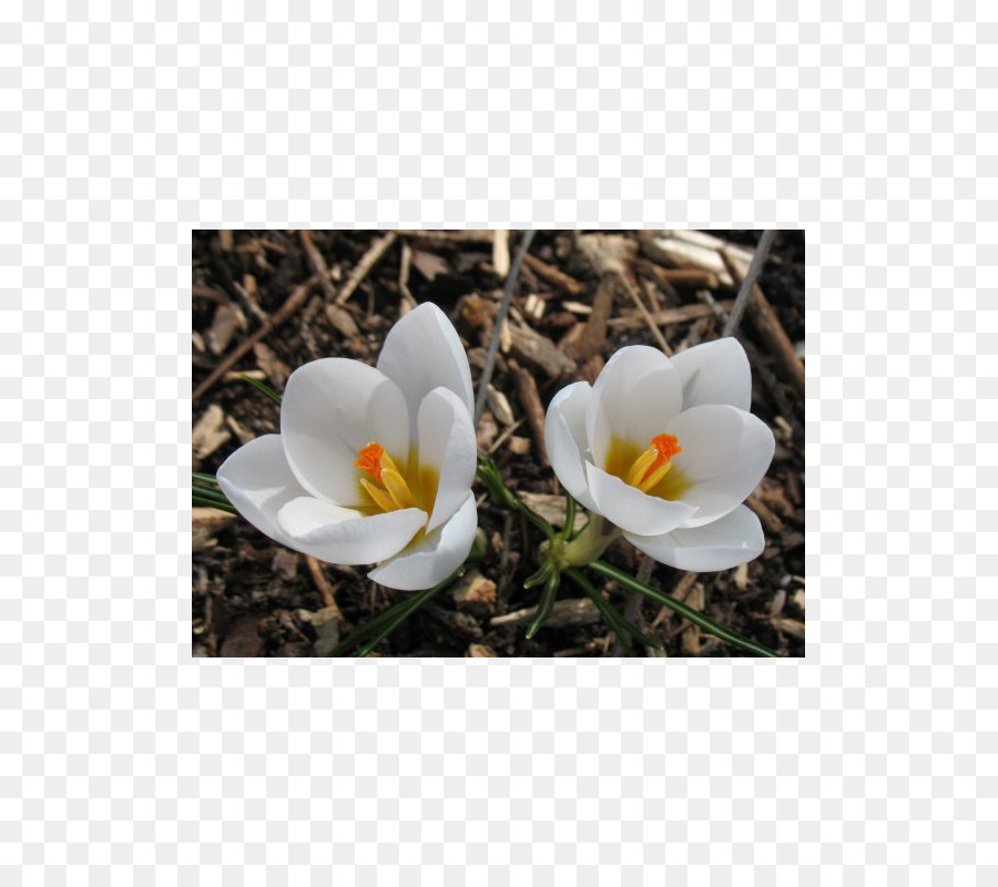 Crocus， PNG