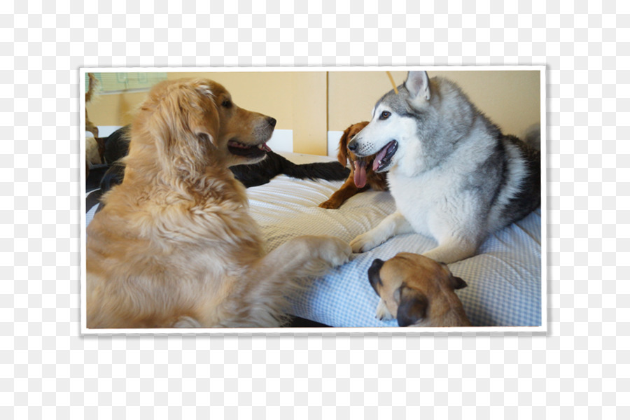 Golden Retriever，Raça Do Cão PNG