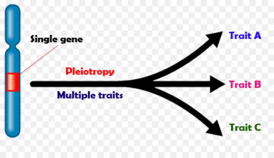 Pleiotropia，Gene PNG