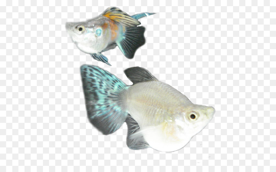 Peixe，Aquático PNG