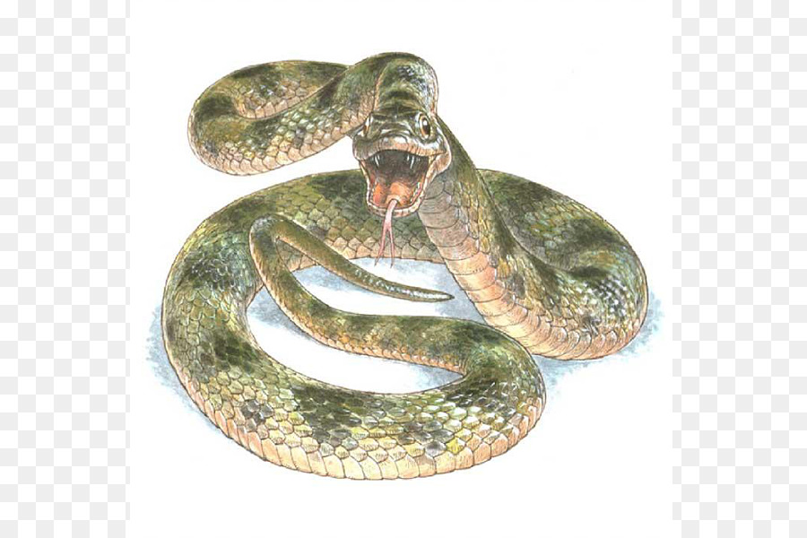 Cobra，Répteis PNG