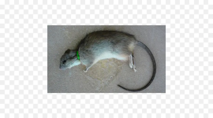 Rato Morto，Rato PNG