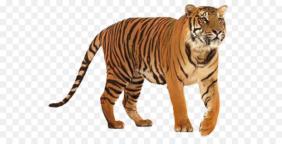 Tigre，Gato Grande PNG