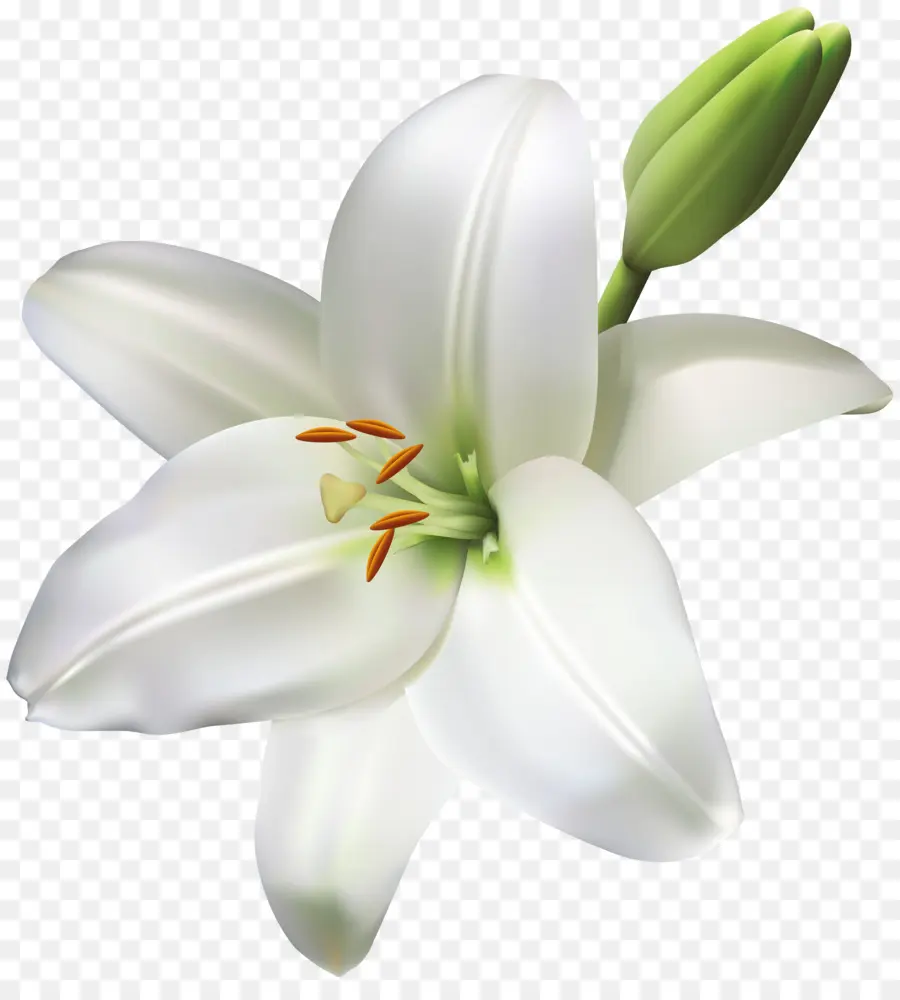 Madonna Lily，Flor PNG