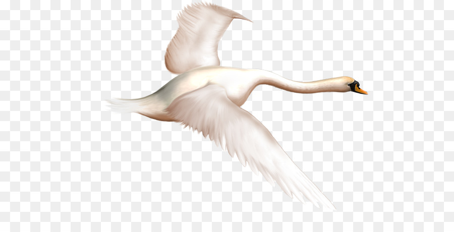 Pato，Cisne PNG