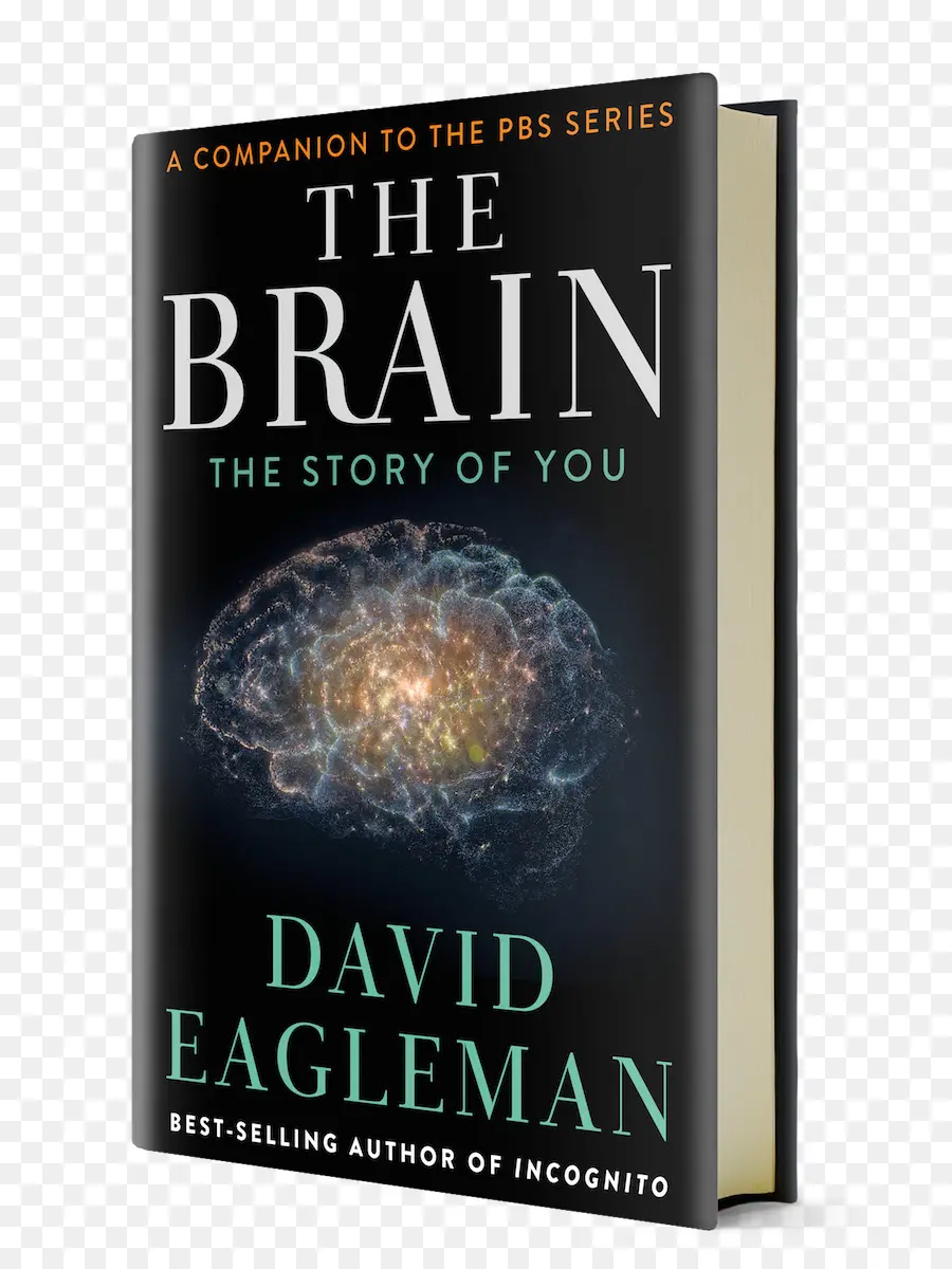 Cérebro A História De Você，Anônimo A Vida Secreta Do Cérebro PNG