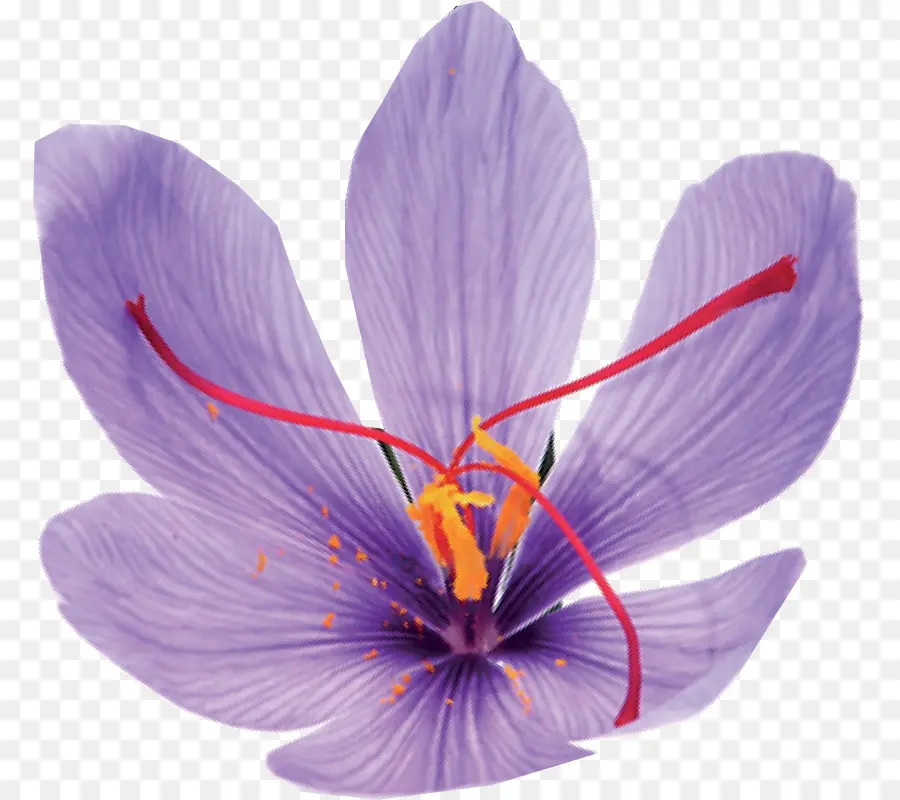 Açafrão，Crocus PNG